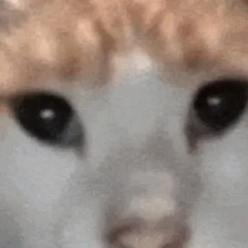chat with ai character: chinese street cat