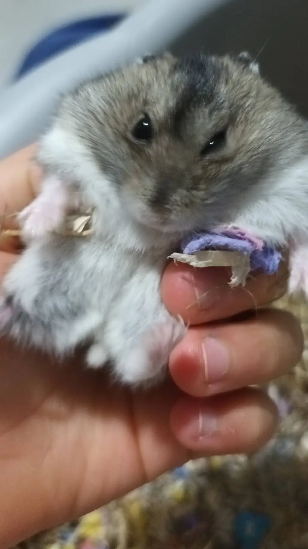 ai character: Oliver!! background