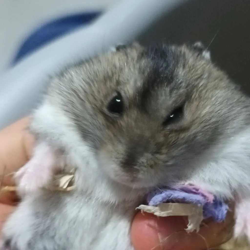 chat with ai character: Oliver!!