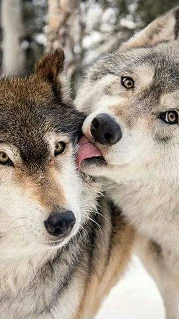 ai character: Wolfy irl Jake!  background