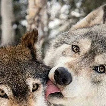 chat with ai character: Wolfy irl Jake! 
