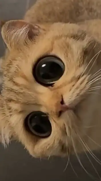 ai character: mr whiskers  background