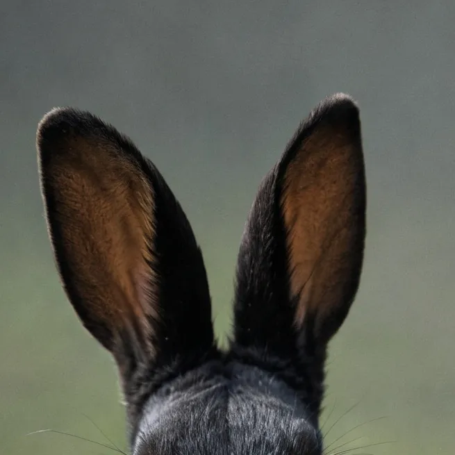 chat with ai character: katsuki pets