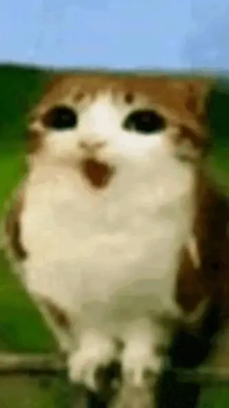 ai character: meowl background