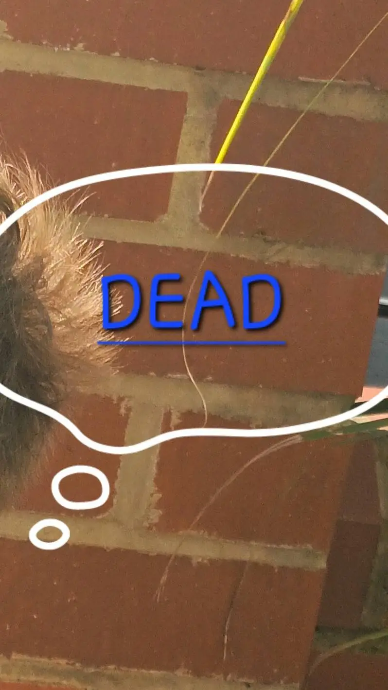 ai character: is what i do frogs background