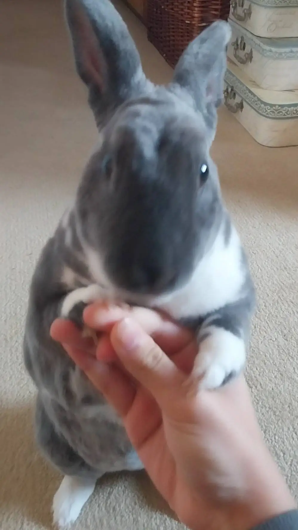 ai character: king akaza background