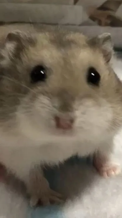 Talkie AI - Chat with Clingy hamster