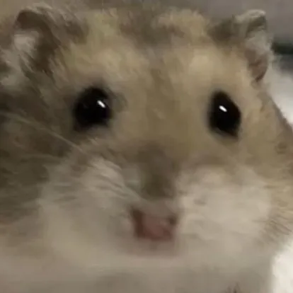 chat with ai character: Clingy hamster