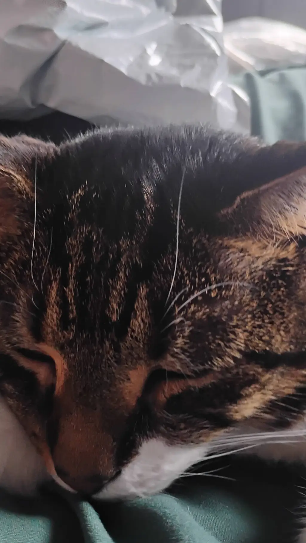 ai character: Simba the cat  background