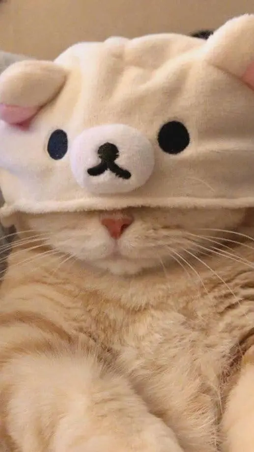 ai character: Kitty background
