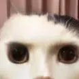 chat with ai character: The sigma cat🥲