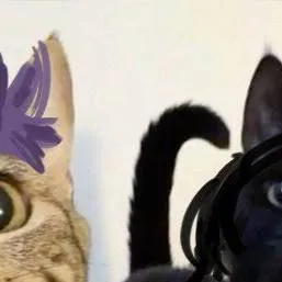 chat with ai character: cat thanos