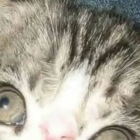 chat with ai character: yuji