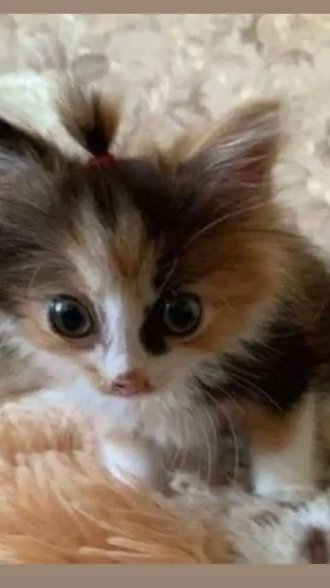 ai character: mha lgbtqia  background