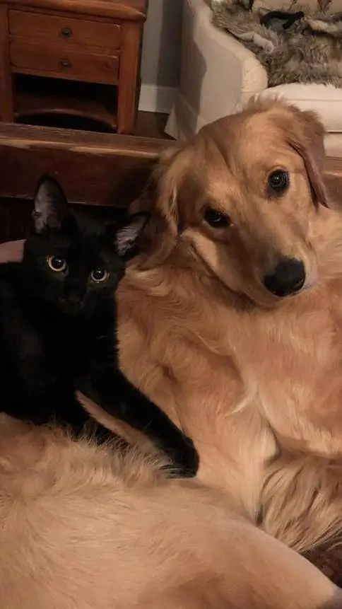 ai character: Animal Opposites background