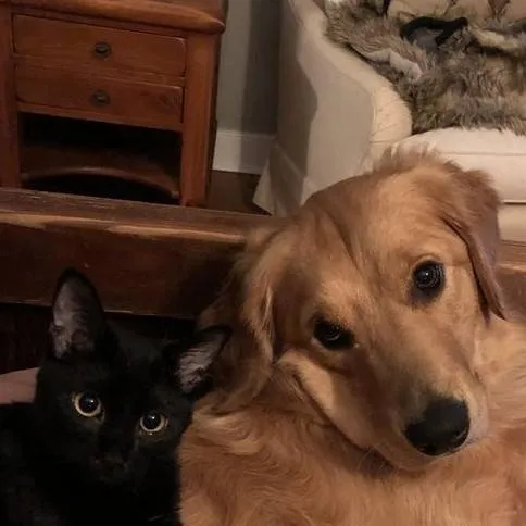 chat with ai character: Animal Opposites