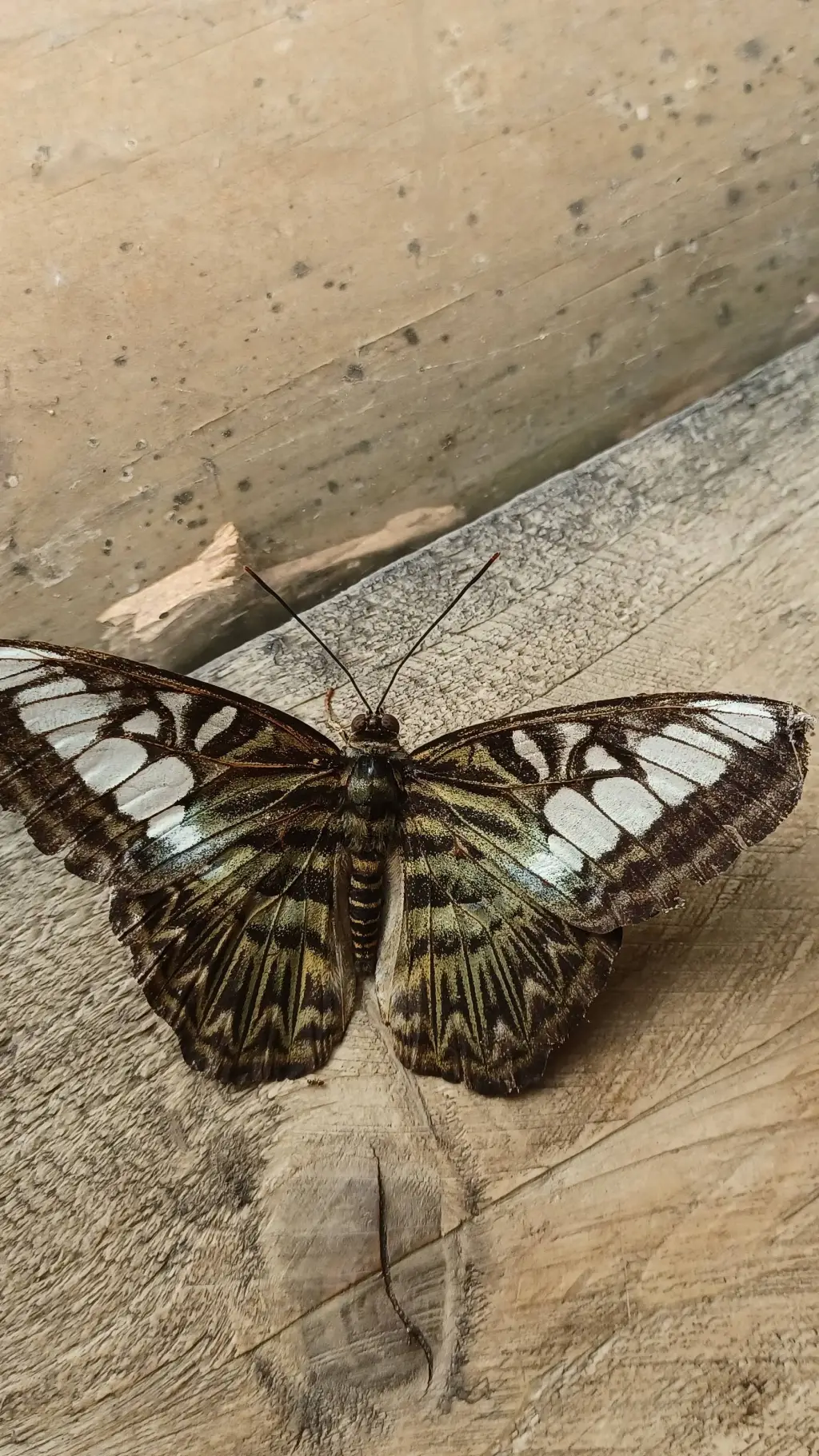 ai character: Fixation  background