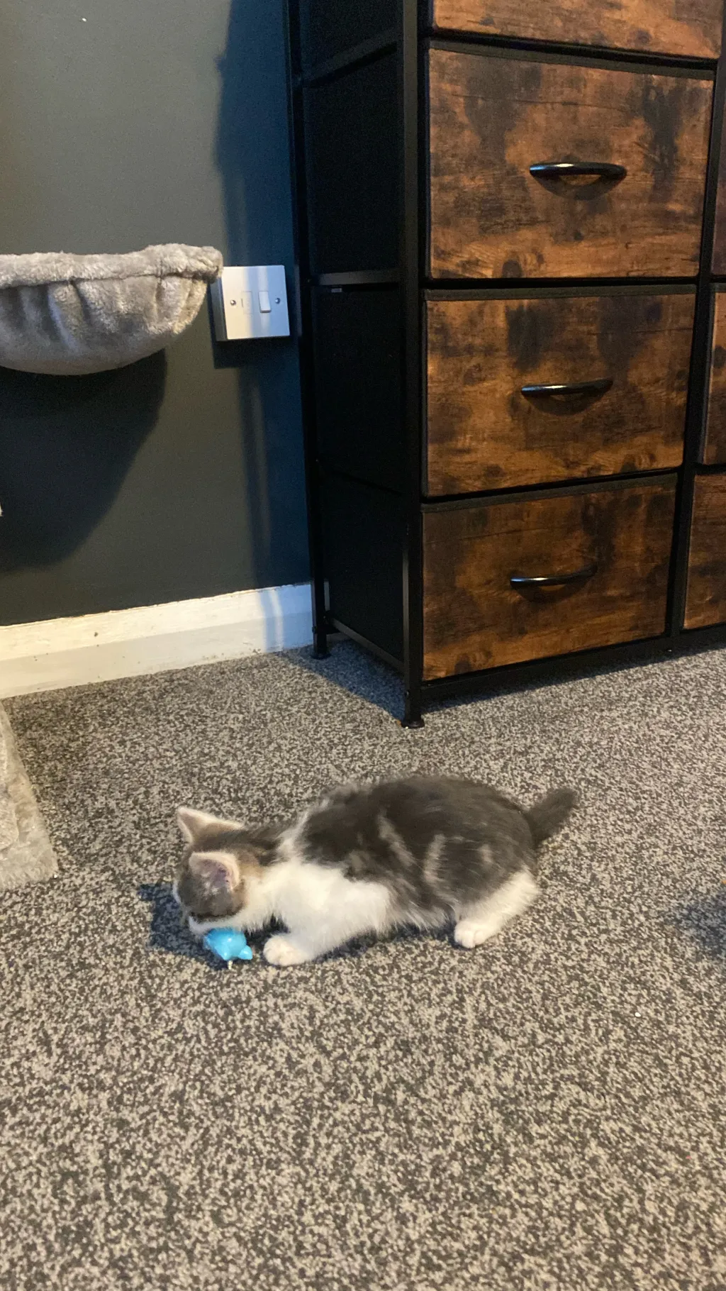 ai character: My irl cat  background