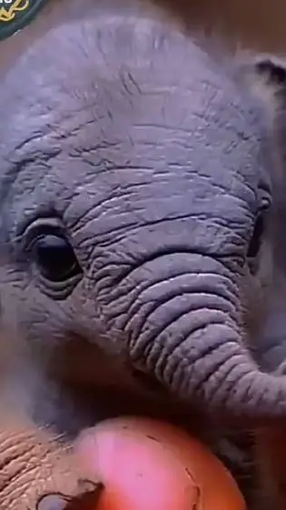 ai character: rose background