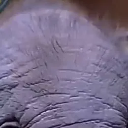 chat with ai character: rose