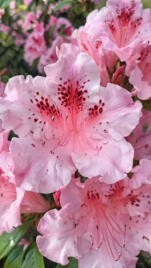 ai character: girl only gc !! ^^ background