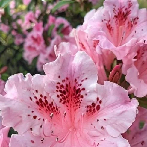 chat with ai character: girl only gc !! ^^