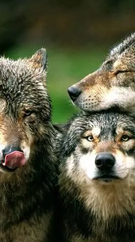 ai character: Wolf Pack background
