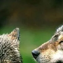 chat with ai character: Wolf Pack