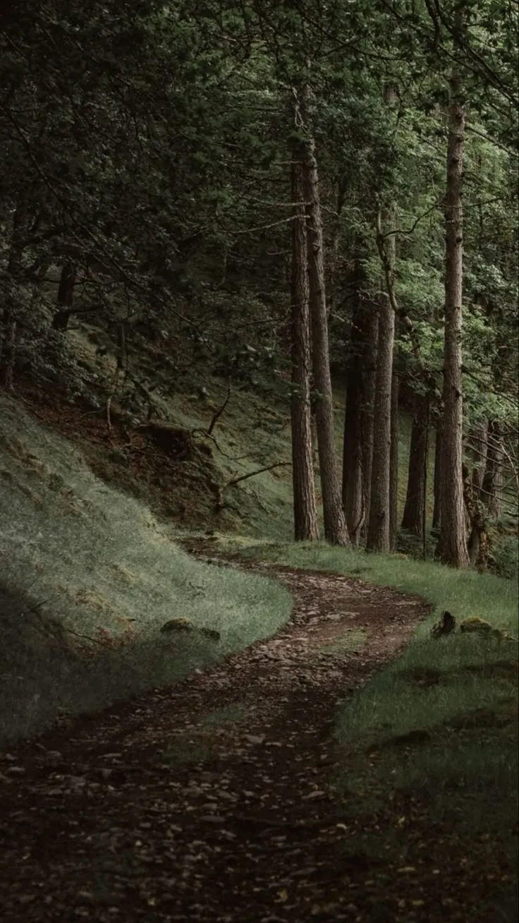 ai character: ElkWood Forest 3 background
