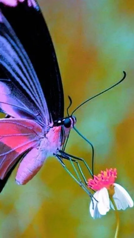 ai character: Family background