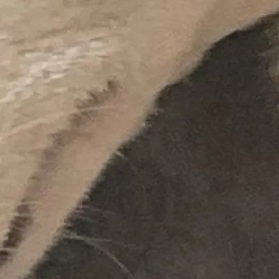 chat with ai character: Holly the dog