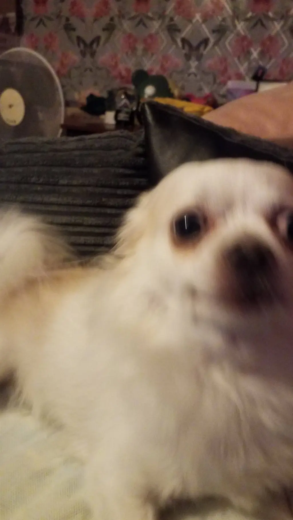 ai character: my dog background