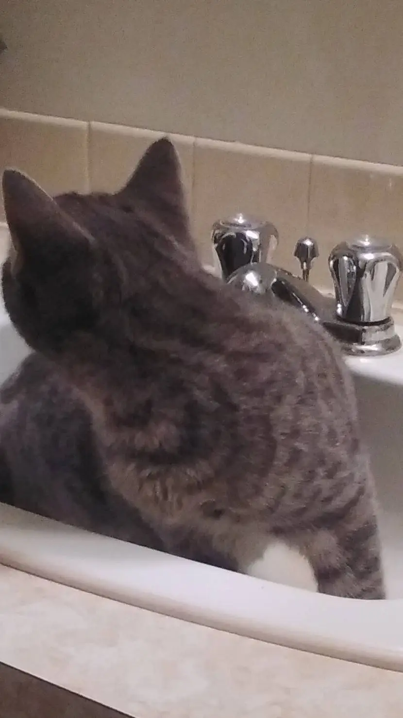 ai character: a_cool_cat_in_sink background