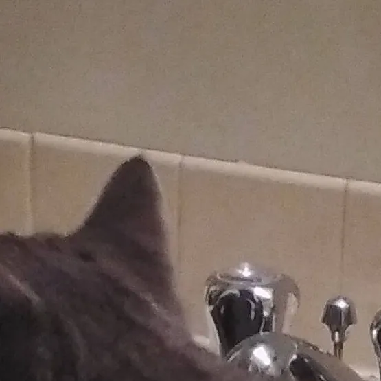 chat with ai character: a_cool_cat_in_sink