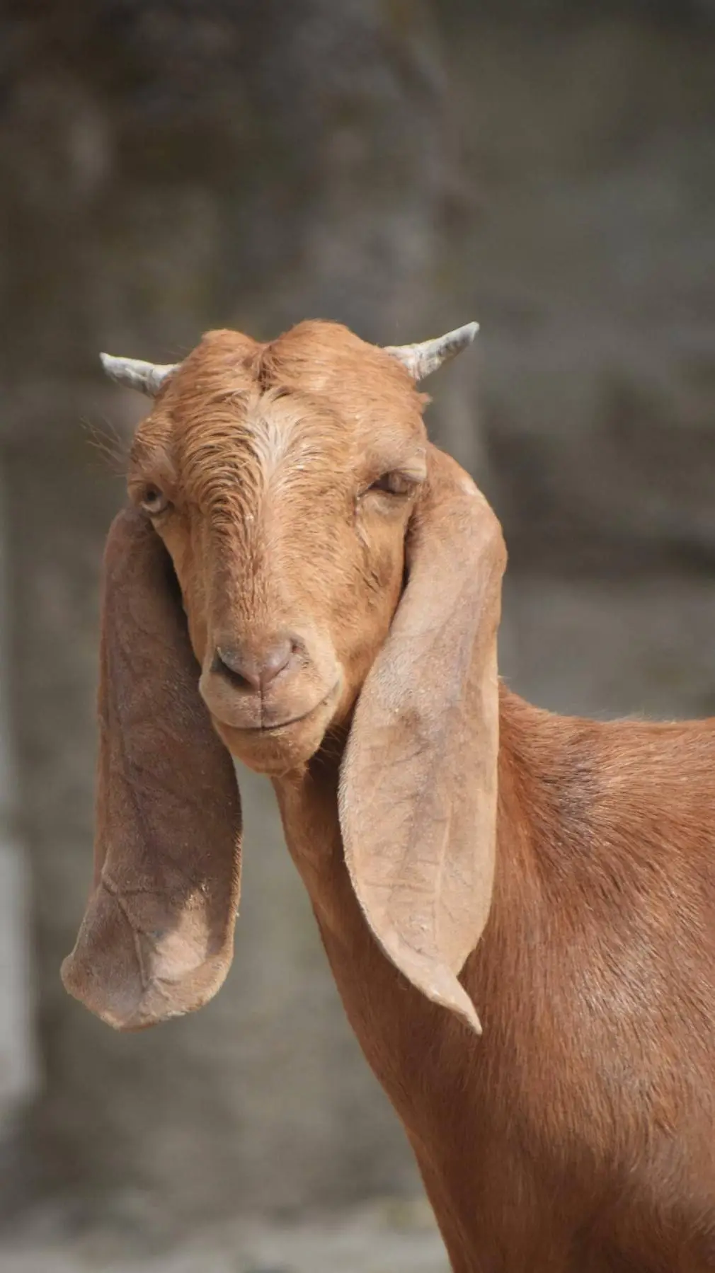 ai character: Bakri Begum background