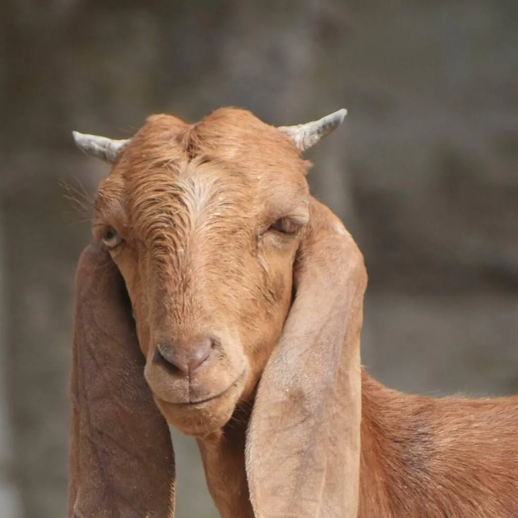 chat with ai character: Bakri Begum