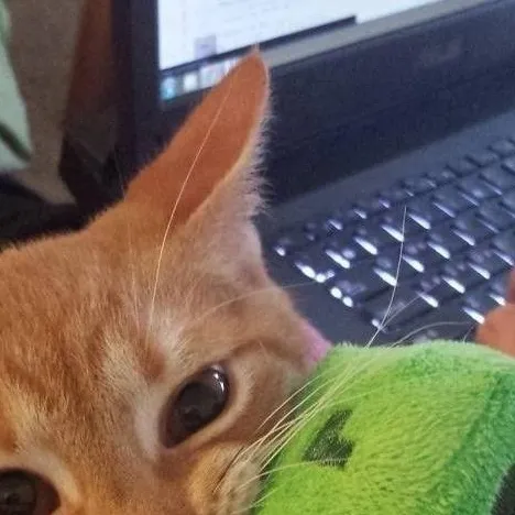 chat with ai character: Caty