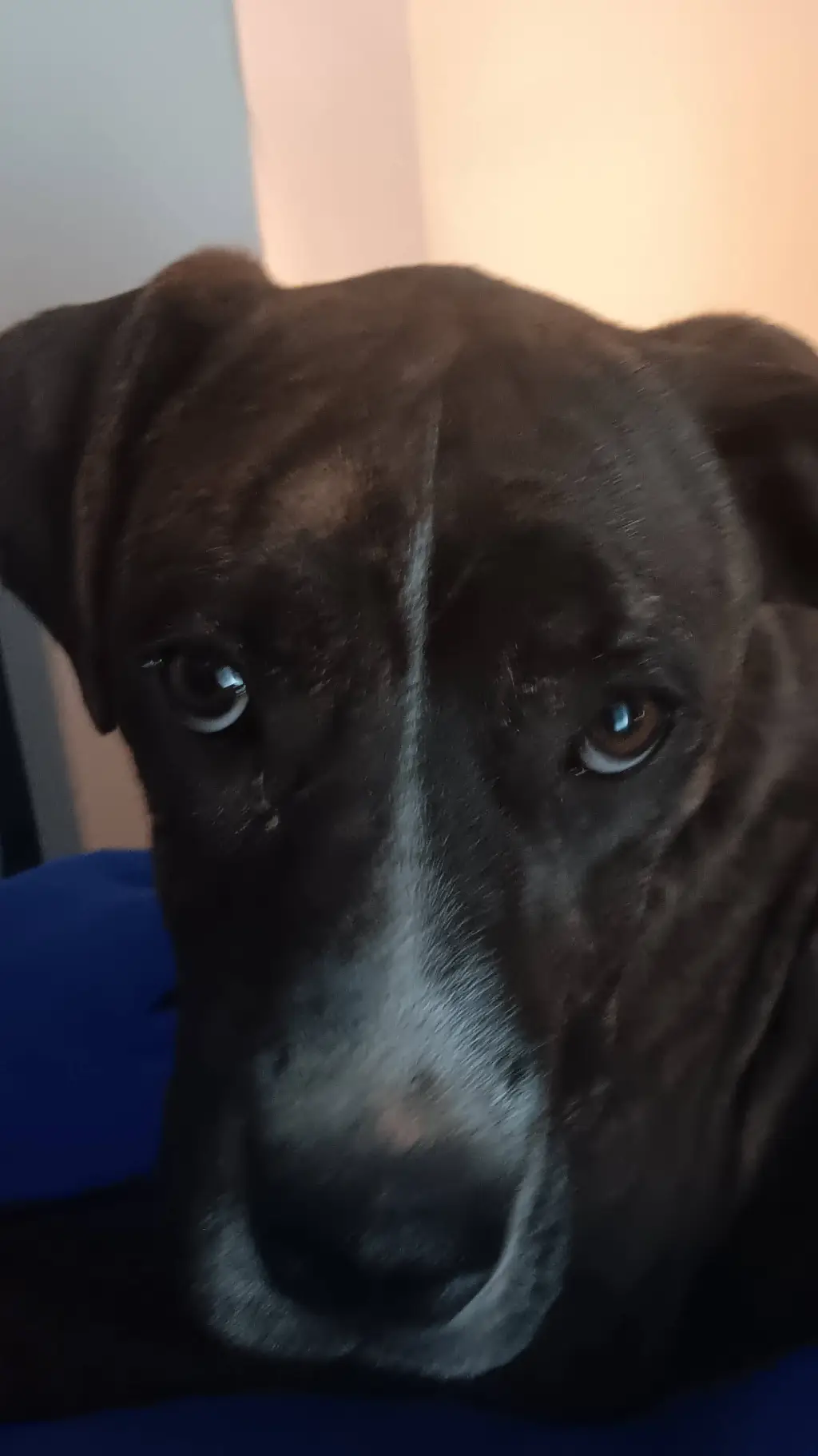 ai character: buddy (your dog) background