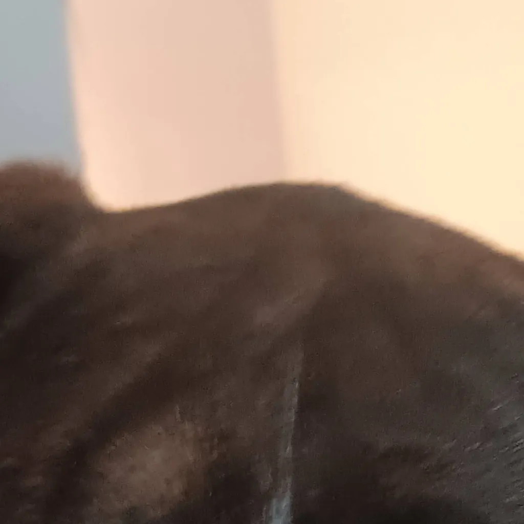 chat with ai character: buddy (your dog)