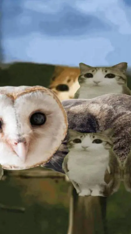 ai character: meowl. background