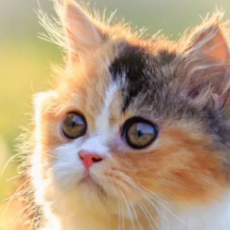 chat with ai character: baby hissy