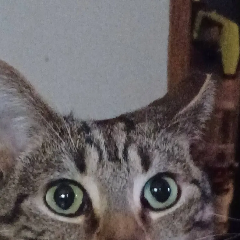 chat with ai character: tiger Lily 🐅 