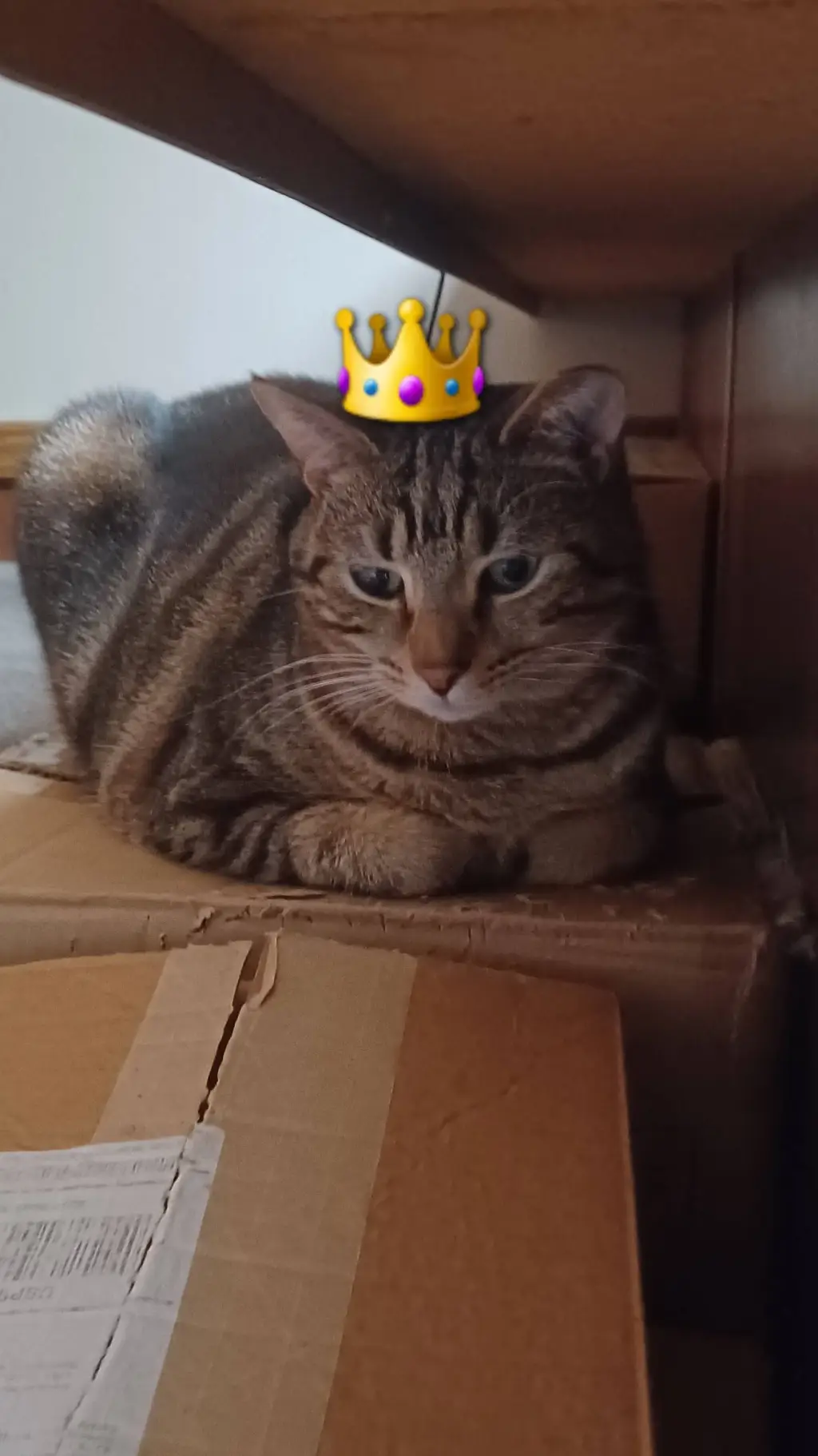 ai character: Queen tiger Lily 🤎 background