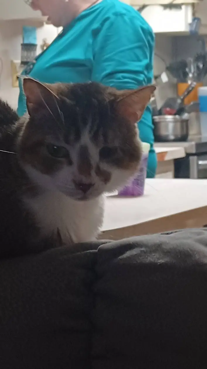 ai character: Nala  background