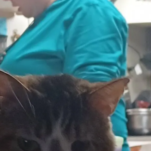 chat with ai character: Nala 