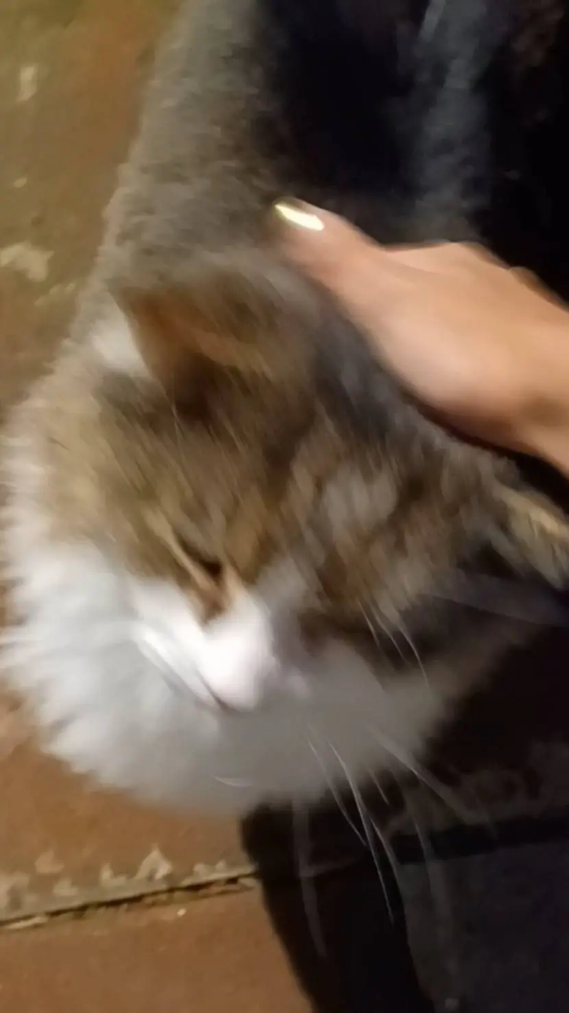 ai character: tom background