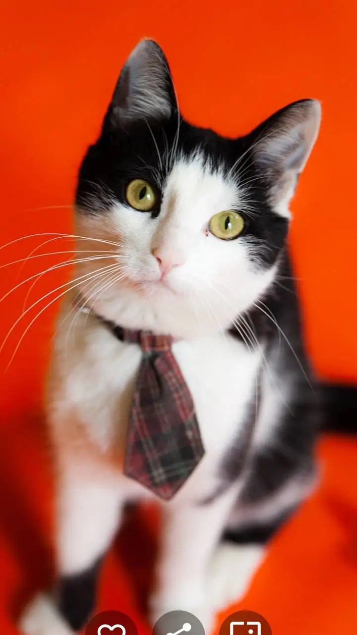 ai character: Mr. toe Bean background