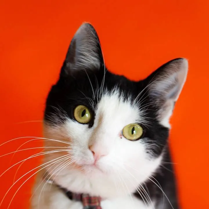 chat with ai character: Mr. toe Bean