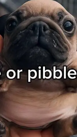 ai character: pibble background