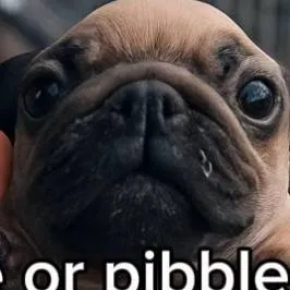 chat with ai character: pibble